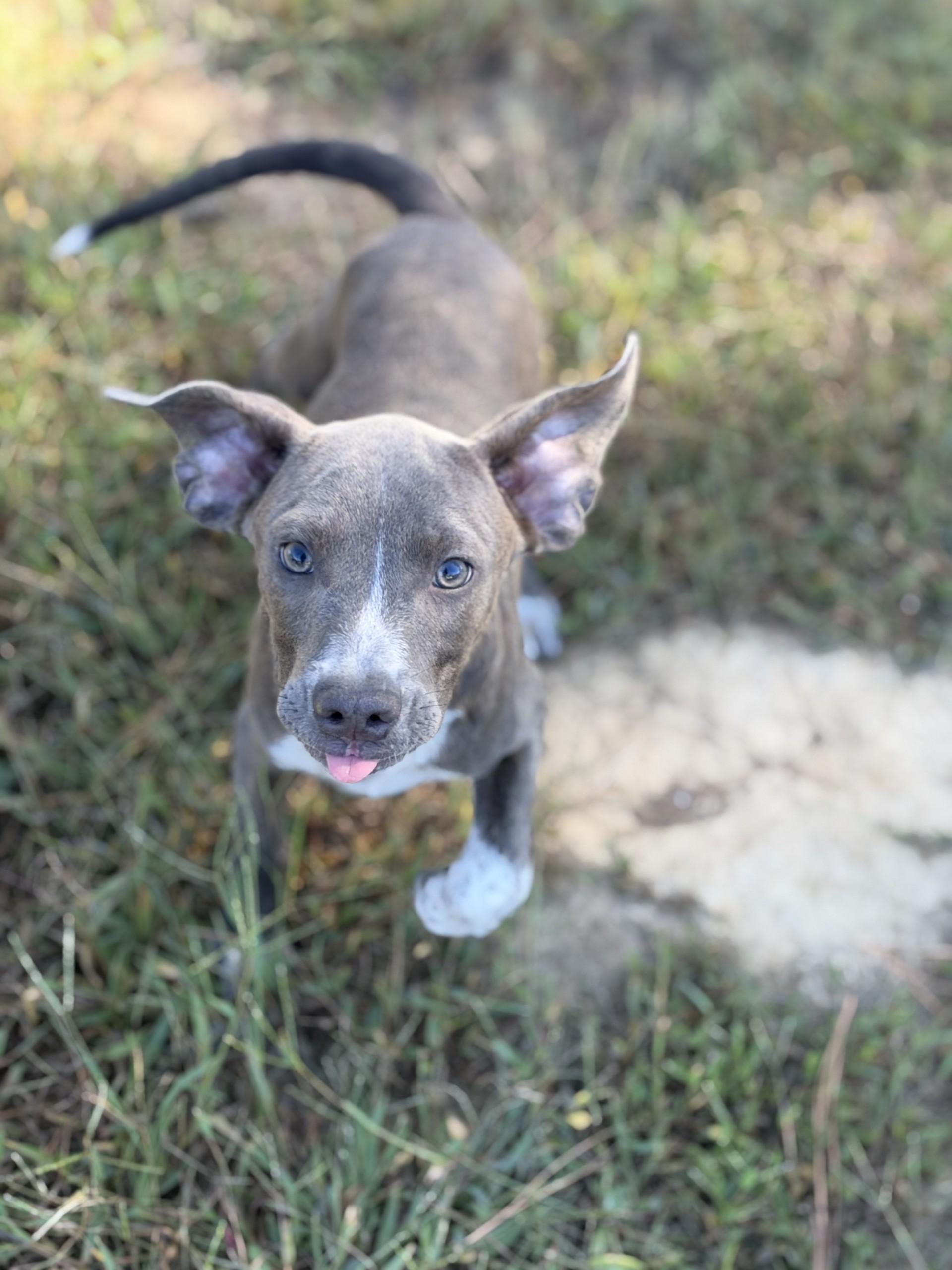 Enlarge Clovis, a Adoptable mixed breed in Pembroke, MA image 3/3