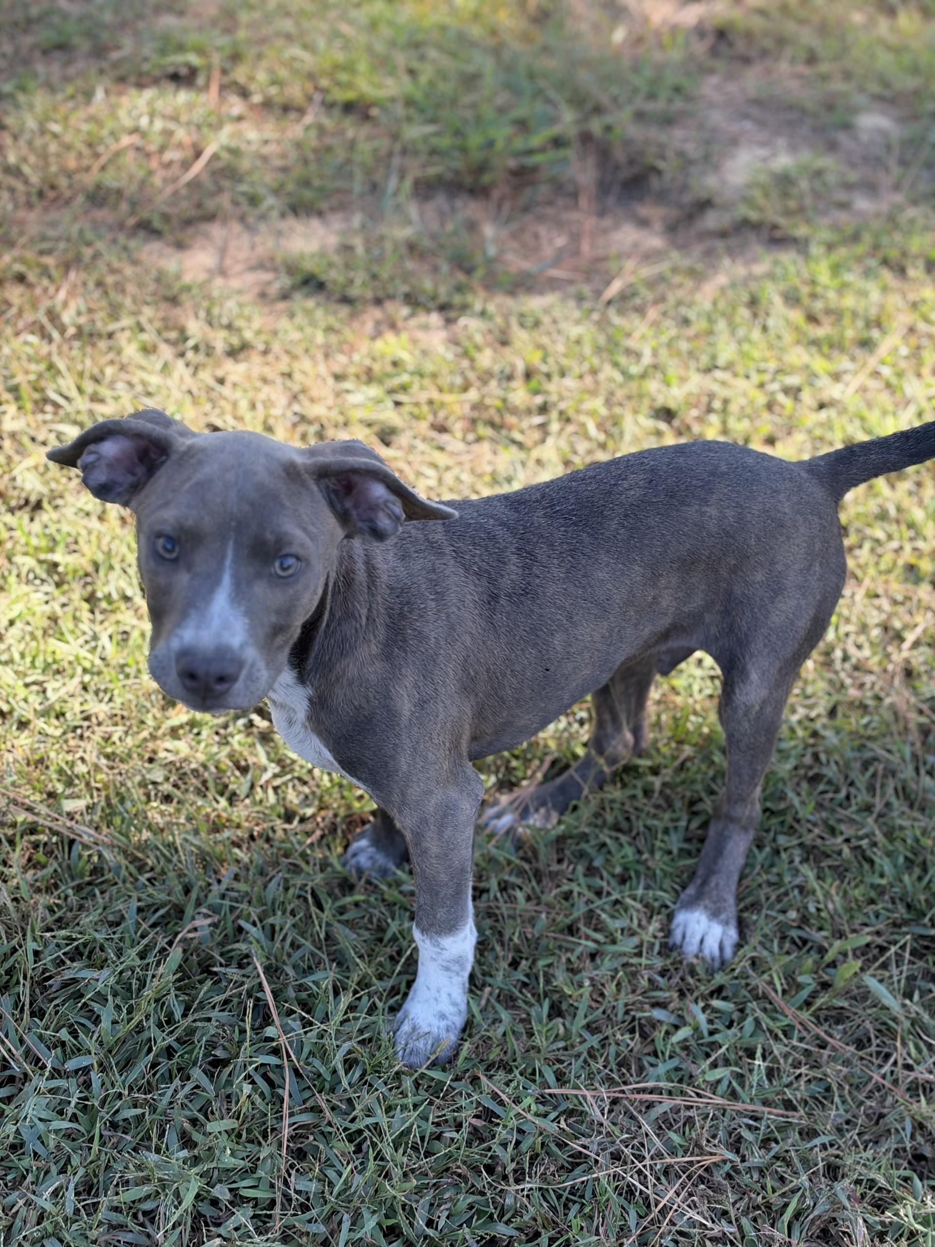 Clovis, Adoptable, Puppy Male Pit Bull Terrier.