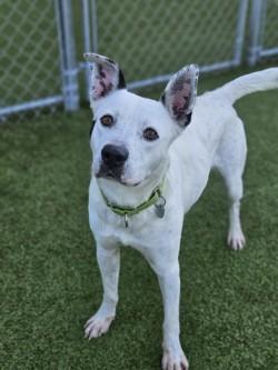 Enlarge Kiren, a Adoptable mixed breed in Savannah, GA image 1/3