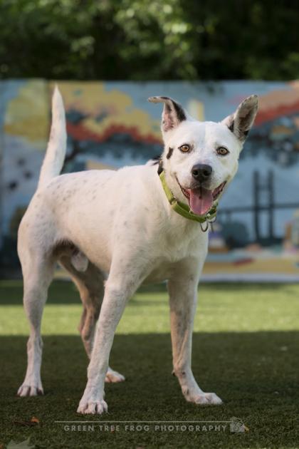 Enlarge Kiren, a Adoptable mixed breed in Savannah, GA image 1/3