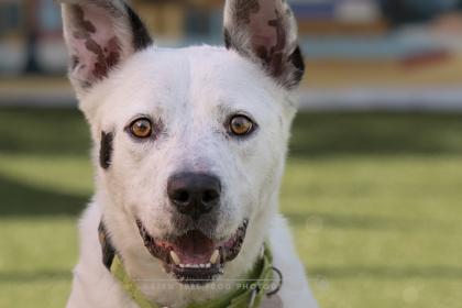 Kiren, Adoptable, Adult Male Mixed Breed & Mixed Breed.