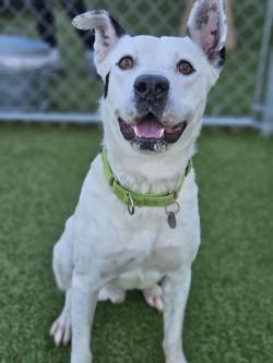 Enlarge Kiren, a Adoptable mixed breed in Savannah, GA image 2/3