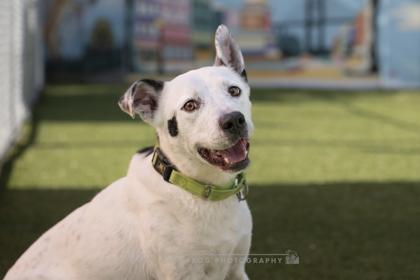 Enlarge Kiren, a Adoptable mixed breed in Savannah, GA image 3/3