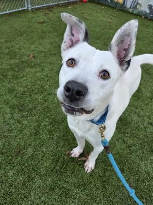 Enlarge Kiren, a Adoptable mixed breed in Savannah, GA image 3/3