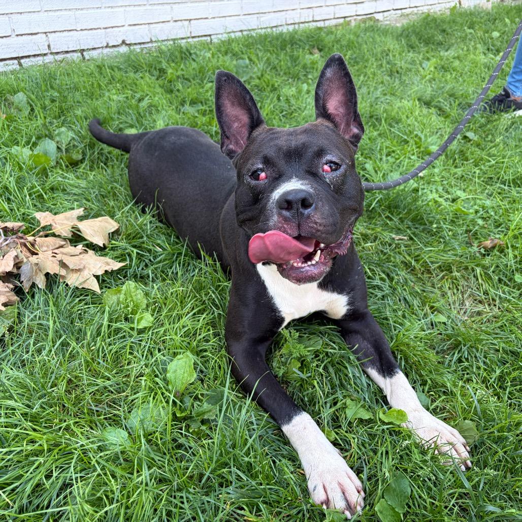 Enlarge Lambie, a Adoptable mixed breed in Newark, NJ image 1/3