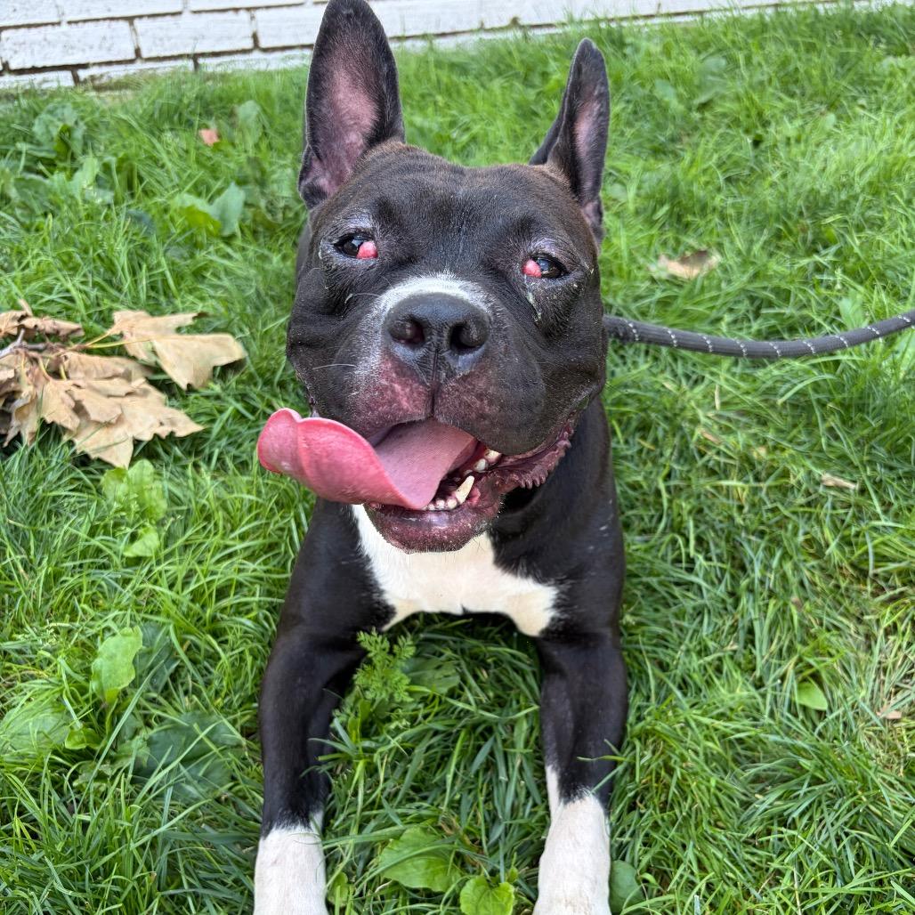 Enlarge Lambie, a Adoptable mixed breed in Newark, NJ image 2/3