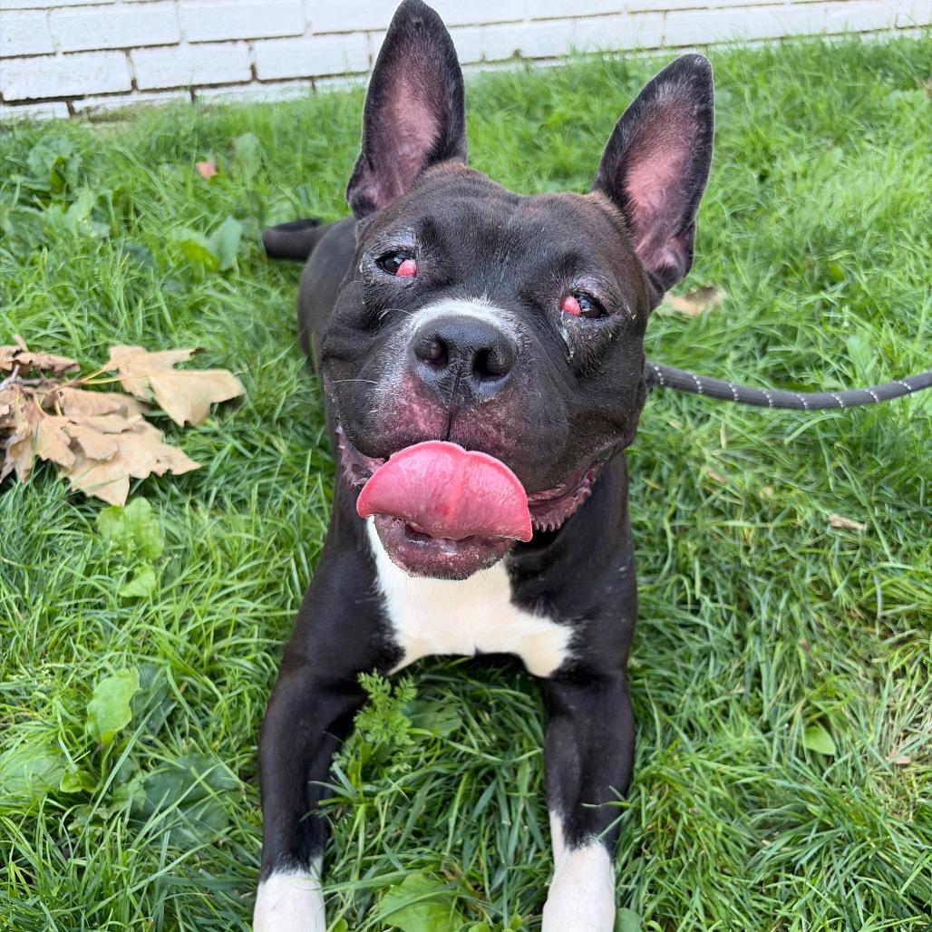 Enlarge Lambie, a Adoptable mixed breed in Newark, NJ image 3/3