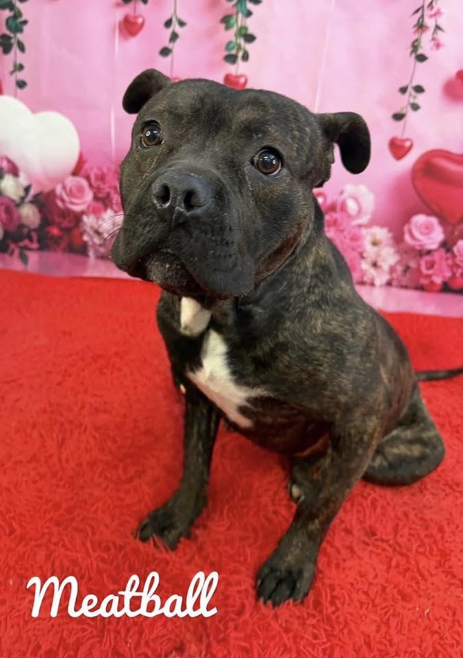 Meatball, adopted, Adult Male Mixed Breed.