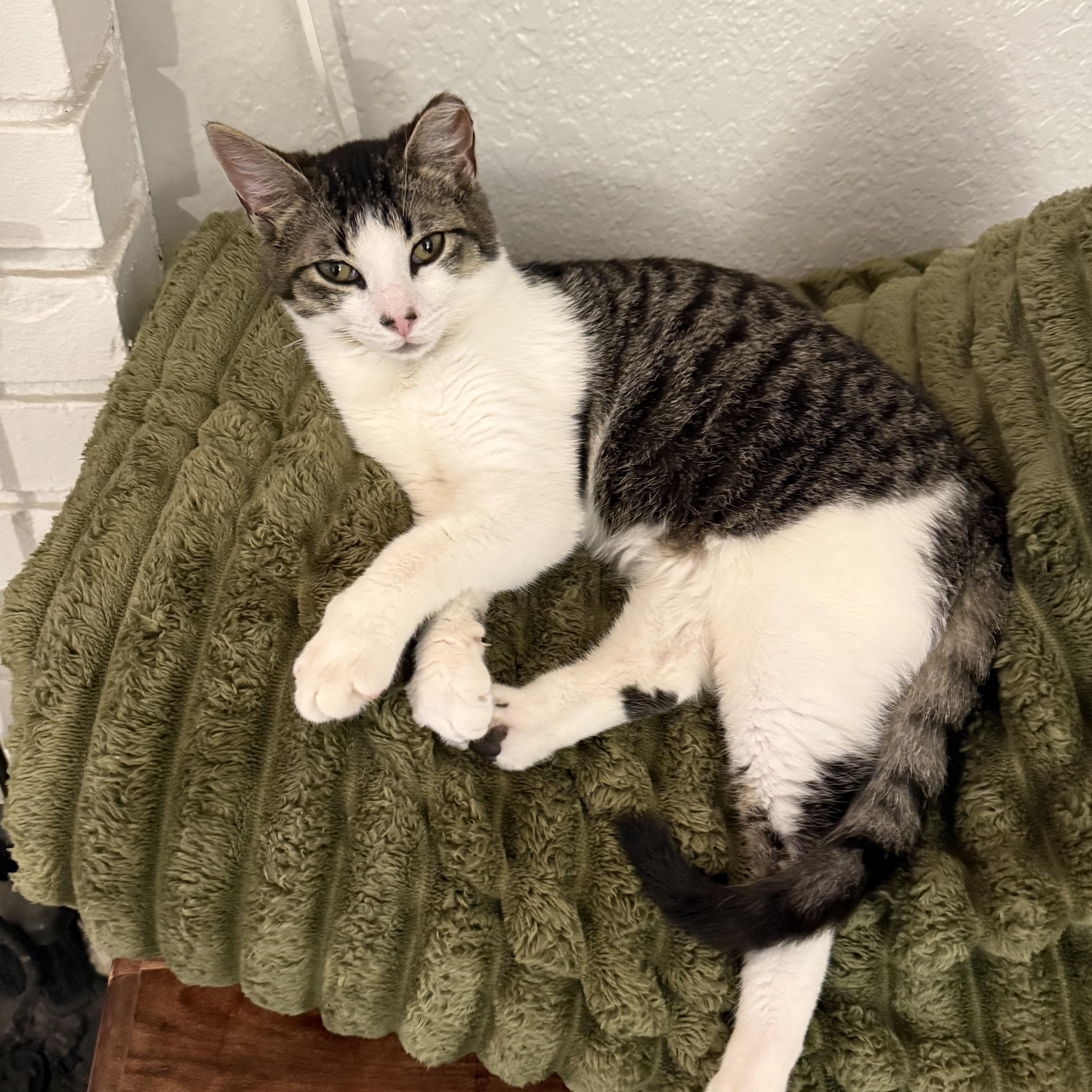 Jack, a ADOPTABLE Domestic Short Hair in Fresno, CA image 3/4