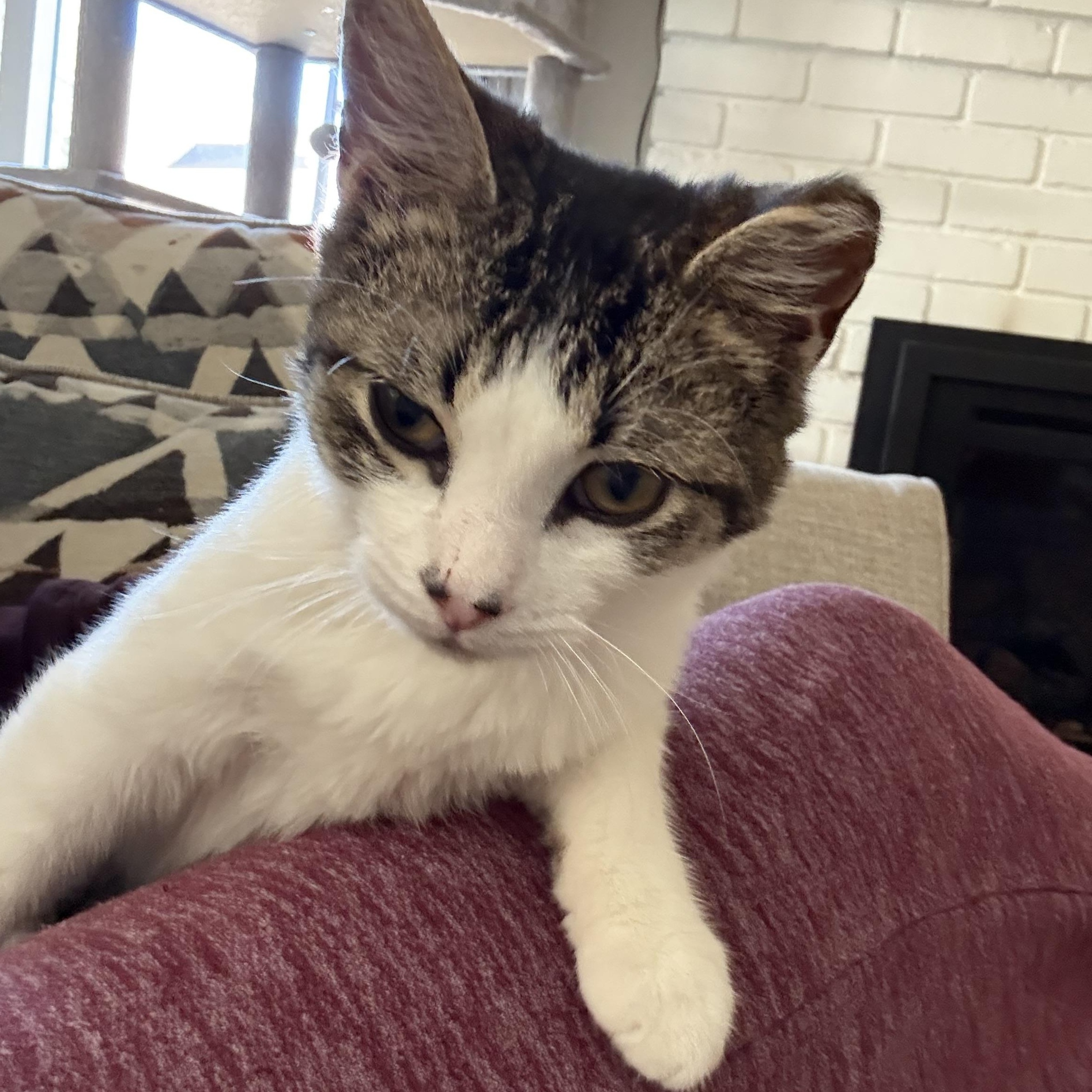 Jack, a ADOPTABLE Domestic Short Hair in Fresno, CA image 4/4