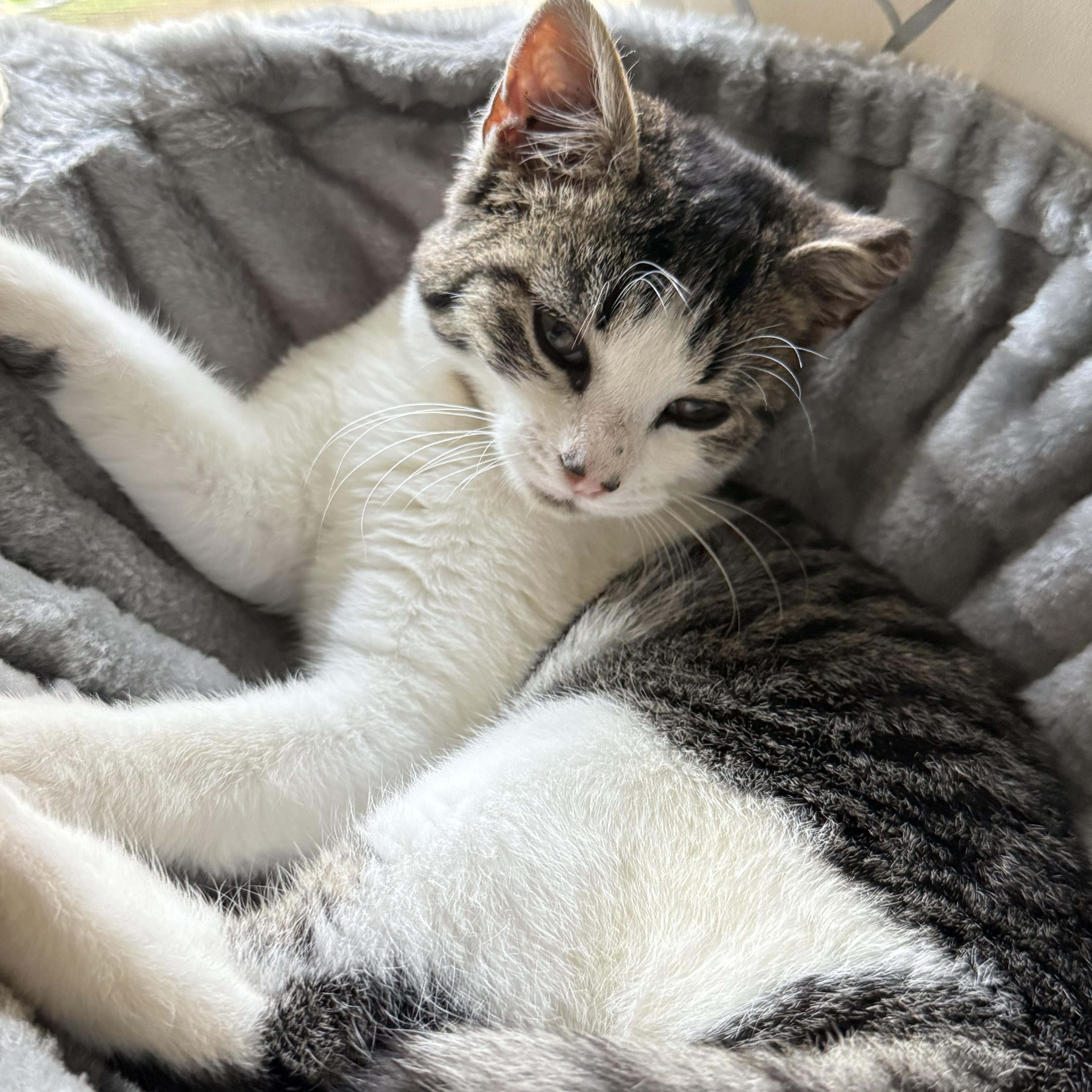 Jack, ADOPTABLE, Kitten Male Domestic Short Hair.