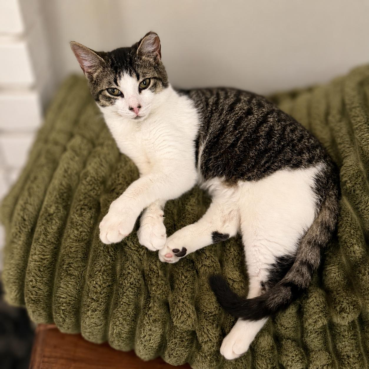 Jack, ADOPTABLE, Kitten Male Domestic Short Hair.