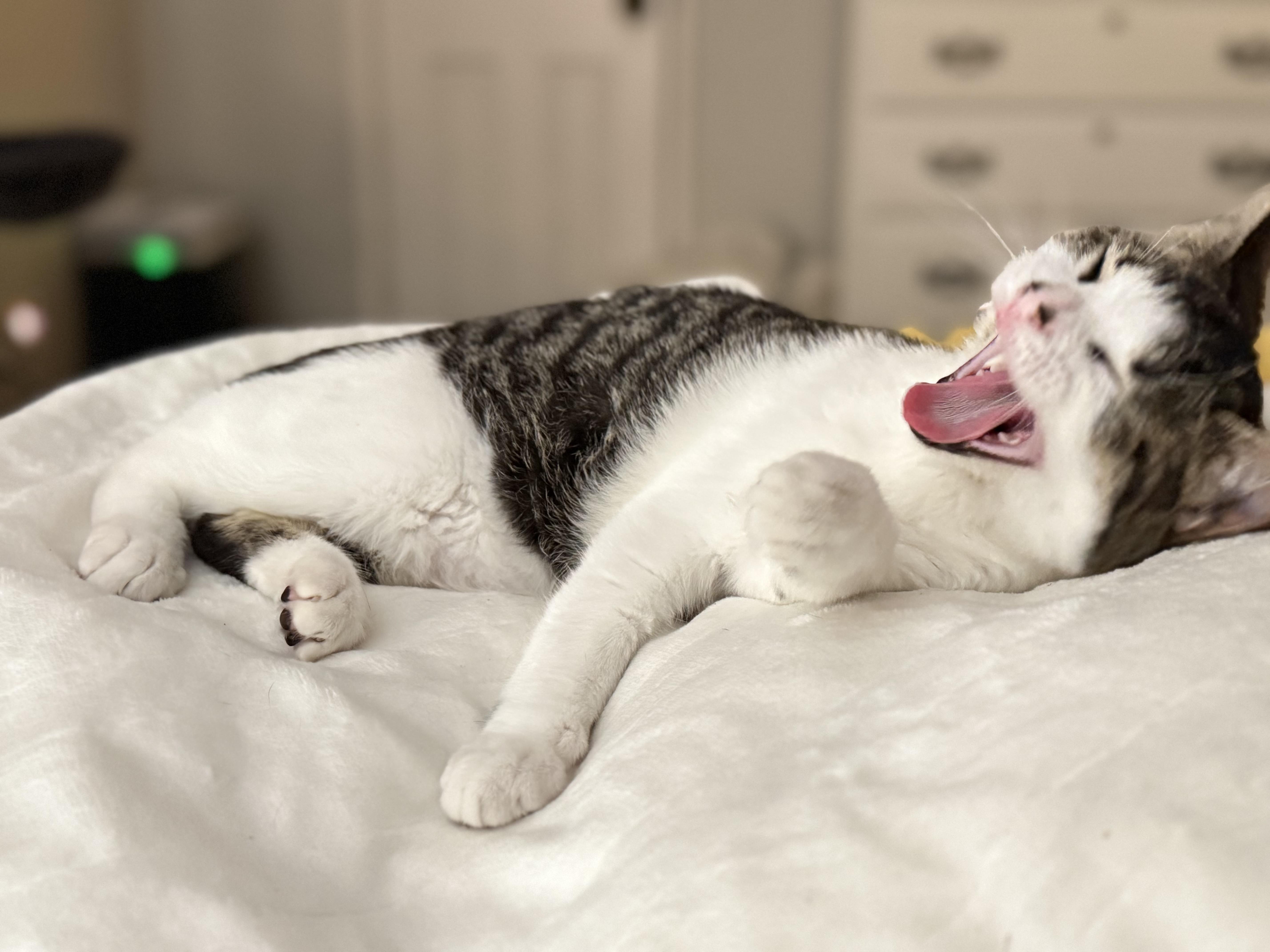 Jack, a ADOPTABLE Domestic Short Hair in Fresno, CA image 2/4