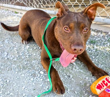 Enlarge Meatloaf, a Adoptable mixed breed in Poultney, VT image 4/4