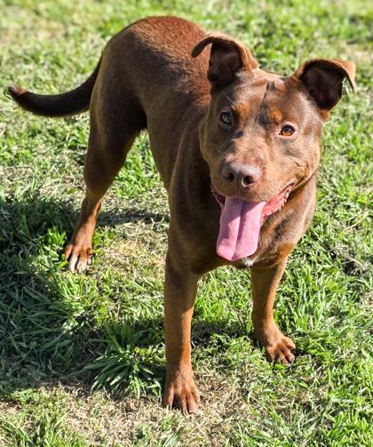 Enlarge Meatloaf, a Adoptable mixed breed in Poultney, VT image 2/4