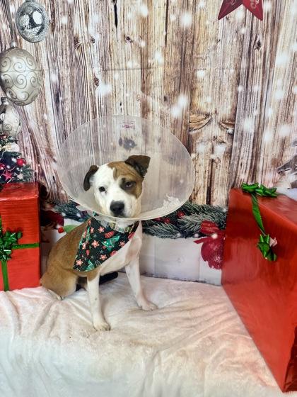 Enlarge Cherry, a Adoptable mixed breed in Cedar Hill, TX image 1/3