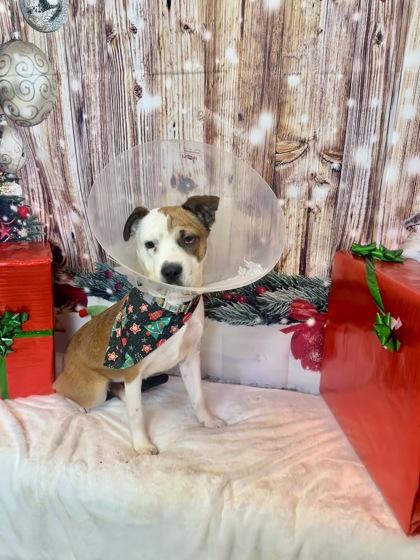 Enlarge Cherry, a Adoptable mixed breed in Cedar Hill, TX image 2/3