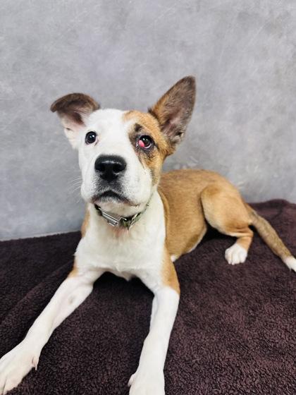 Enlarge Cherry, a Adoptable mixed breed in Cedar Hill, TX image 3/3