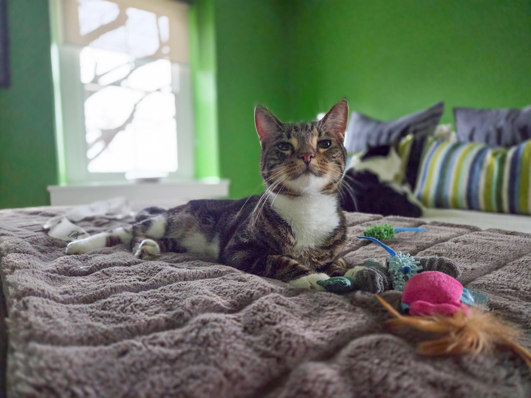 Emery, an adoptable Domestic Short Hair in Mullica Hill, NJ image 3/5