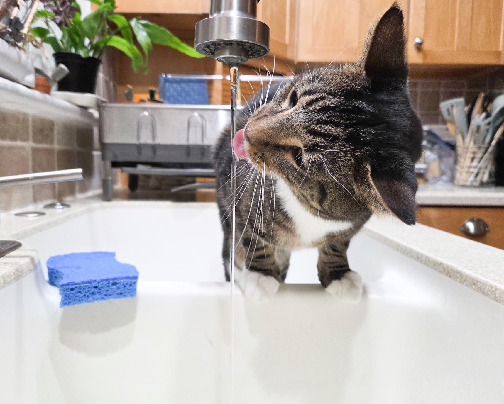 Emery, an adoptable Domestic Short Hair in Mullica Hill, NJ image 4/5