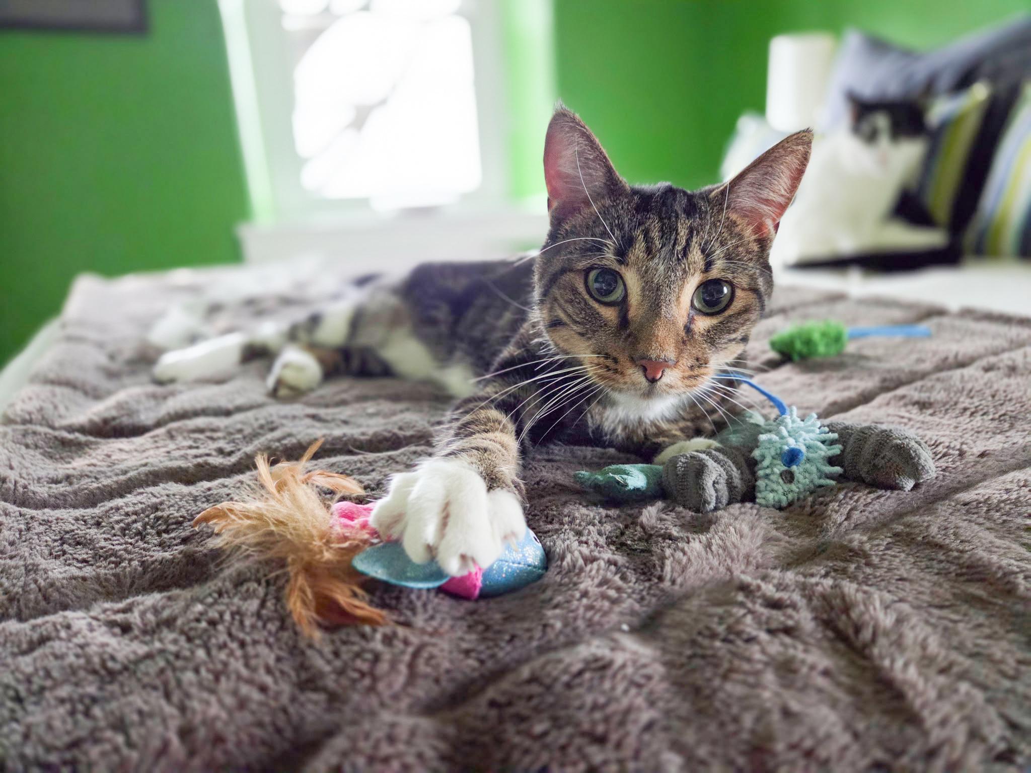 Emery, an adoptable Domestic Short Hair in Mullica Hill, NJ image 2/5