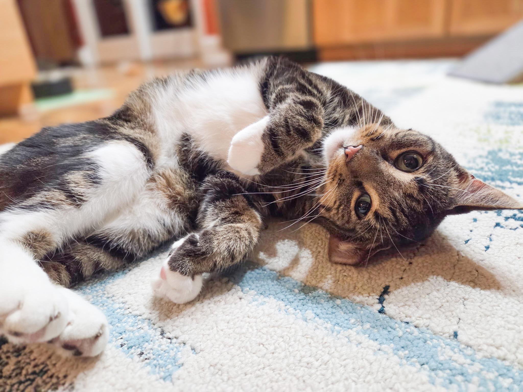 Emery, an adoptable Domestic Short Hair in Mullica Hill, NJ image 1/5