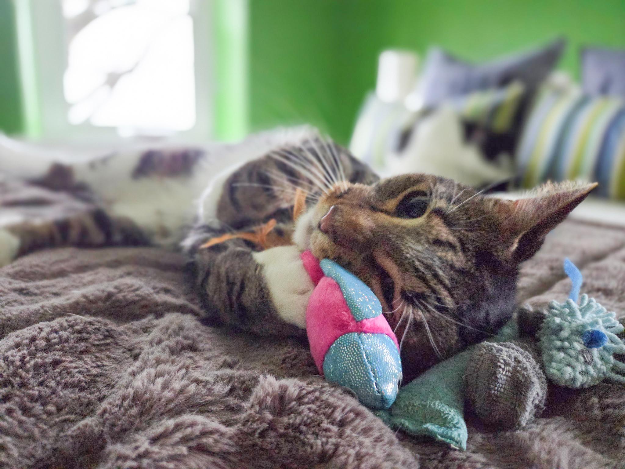 Emery, an adoptable Domestic Short Hair in Mullica Hill, NJ image 5/5