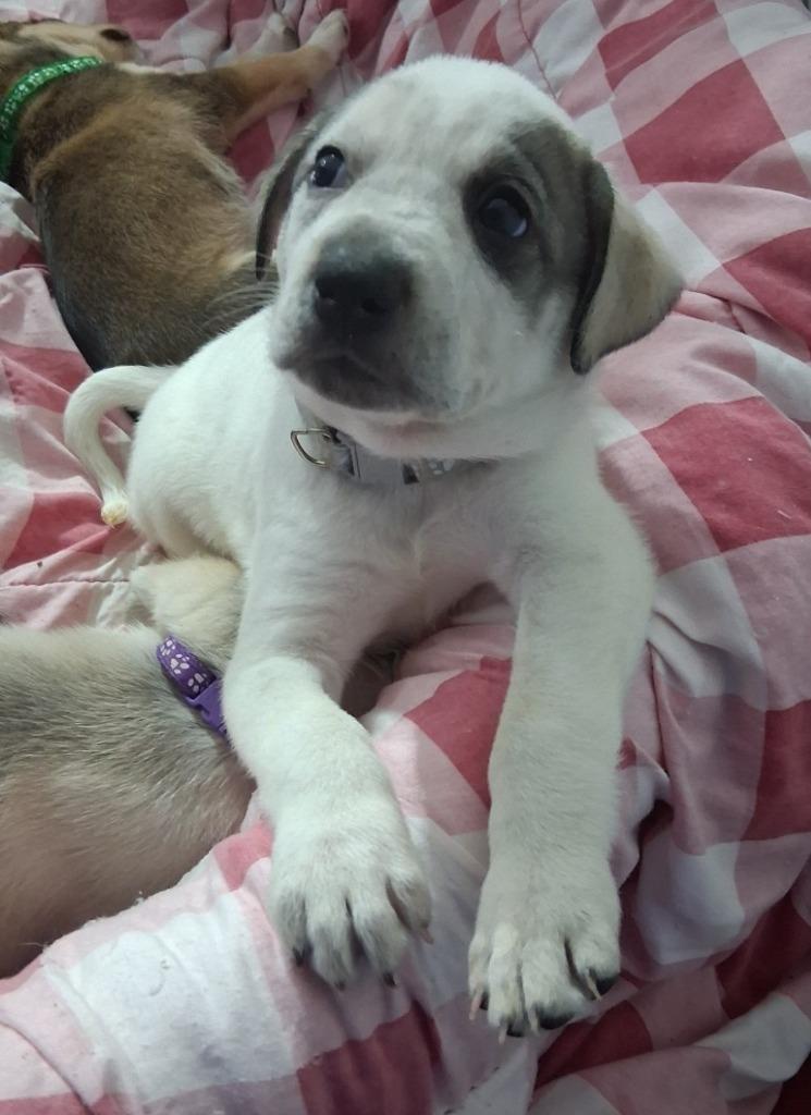 Lottie/3, Adoptable, Puppy Female Cattle Dog & German Shepherd Dog.