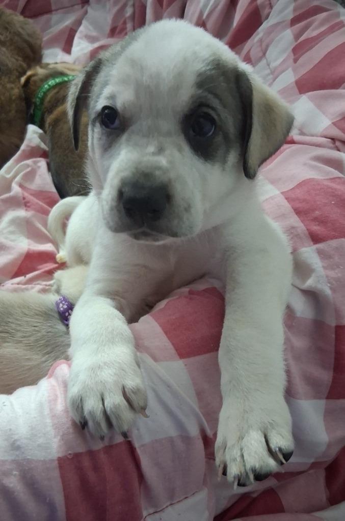 Enlarge Lottie/3, a Adoptable mixed breed in Thompson Falls, MT image 3/4