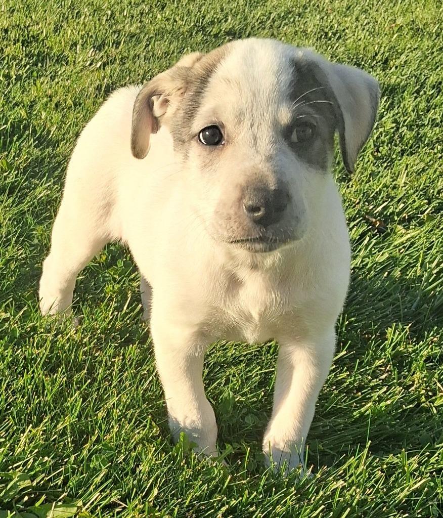 Enlarge Lottie/3, a Adoptable mixed breed in Thompson Falls, MT image 4/4