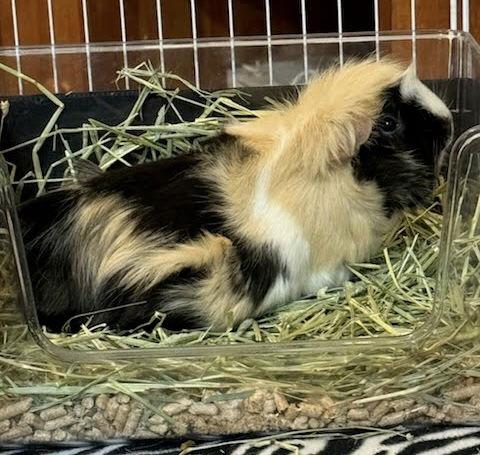 Enlarge Latte  *bonded to Cappacino, a Adopted Guinea Pig in Marshfield, WI image 1/2