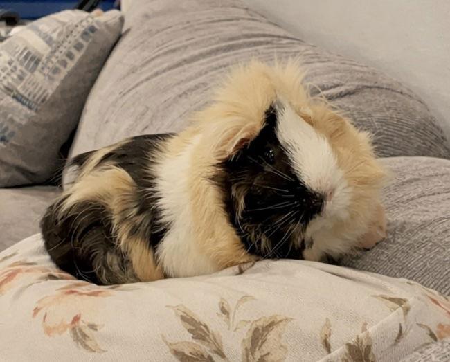 Enlarge Latte  *bonded to Cappacino, a Adoptable Guinea Pig in Marshfield, WI image 1/1