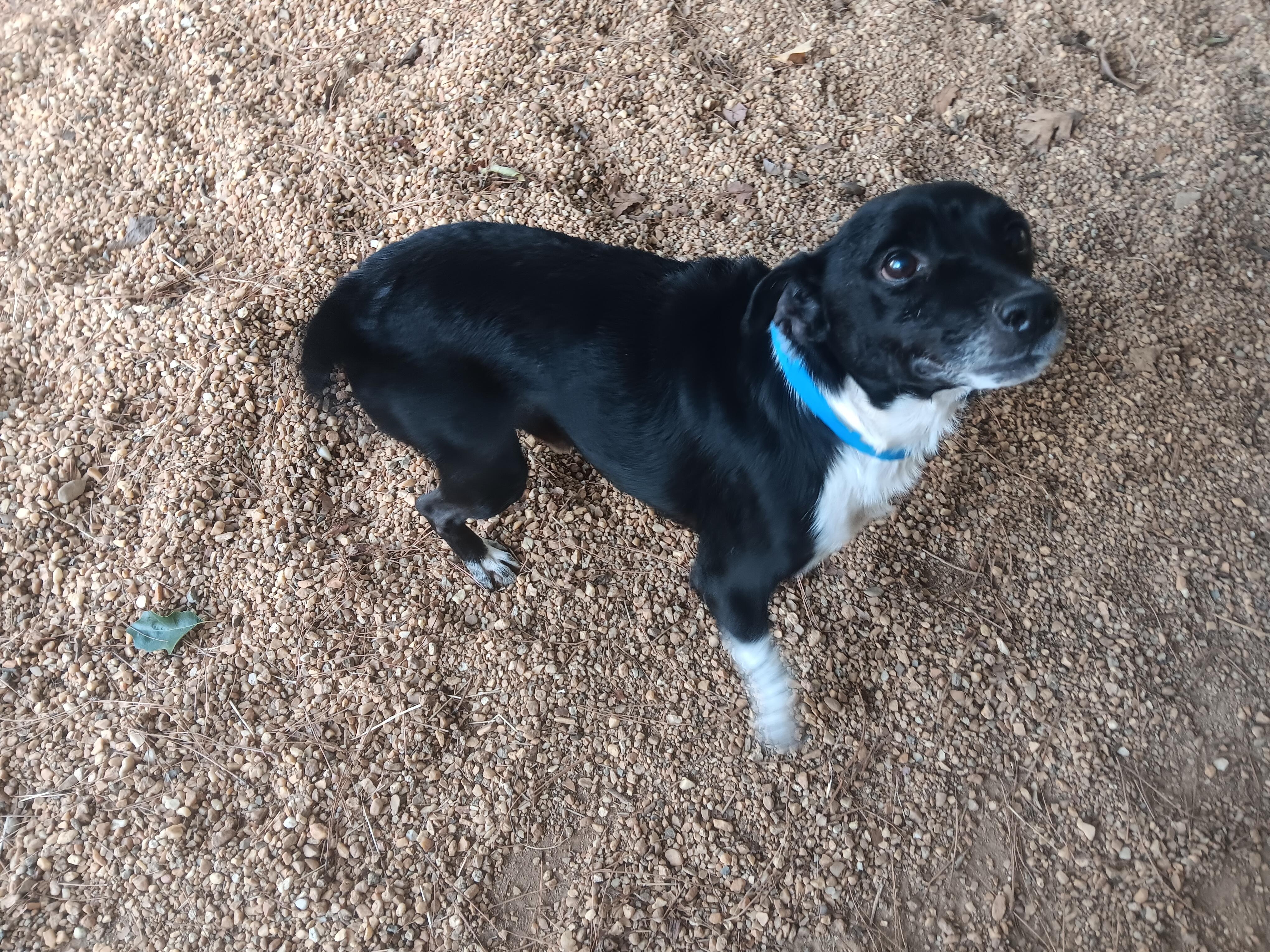 Houdini, Adoptable, Adult Male Mixed Breed.