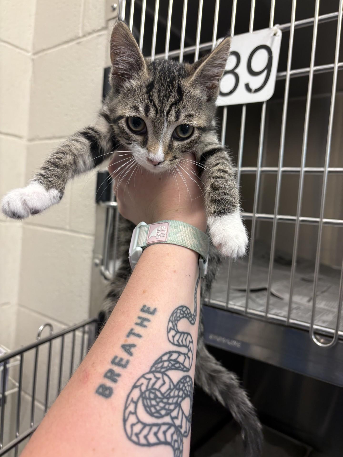Lemongrab, ADOPTABLE, Kitten Male Domestic Short Hair.