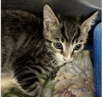 Lemongrab, a ADOPTABLE Domestic Short Hair in Ashland, VA image 2/3