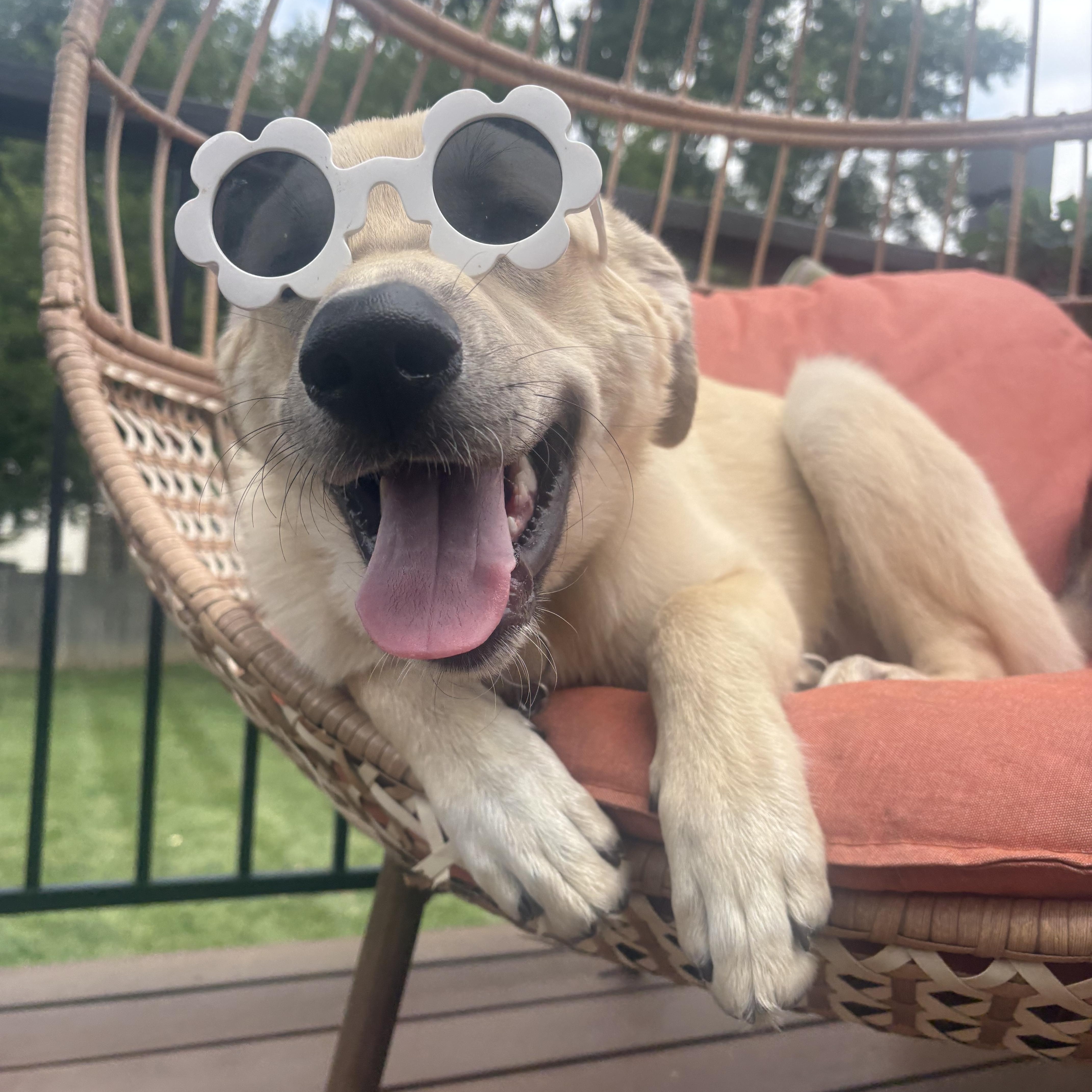 Alfie, Adoptable, Puppy Male Great Pyrenees.
