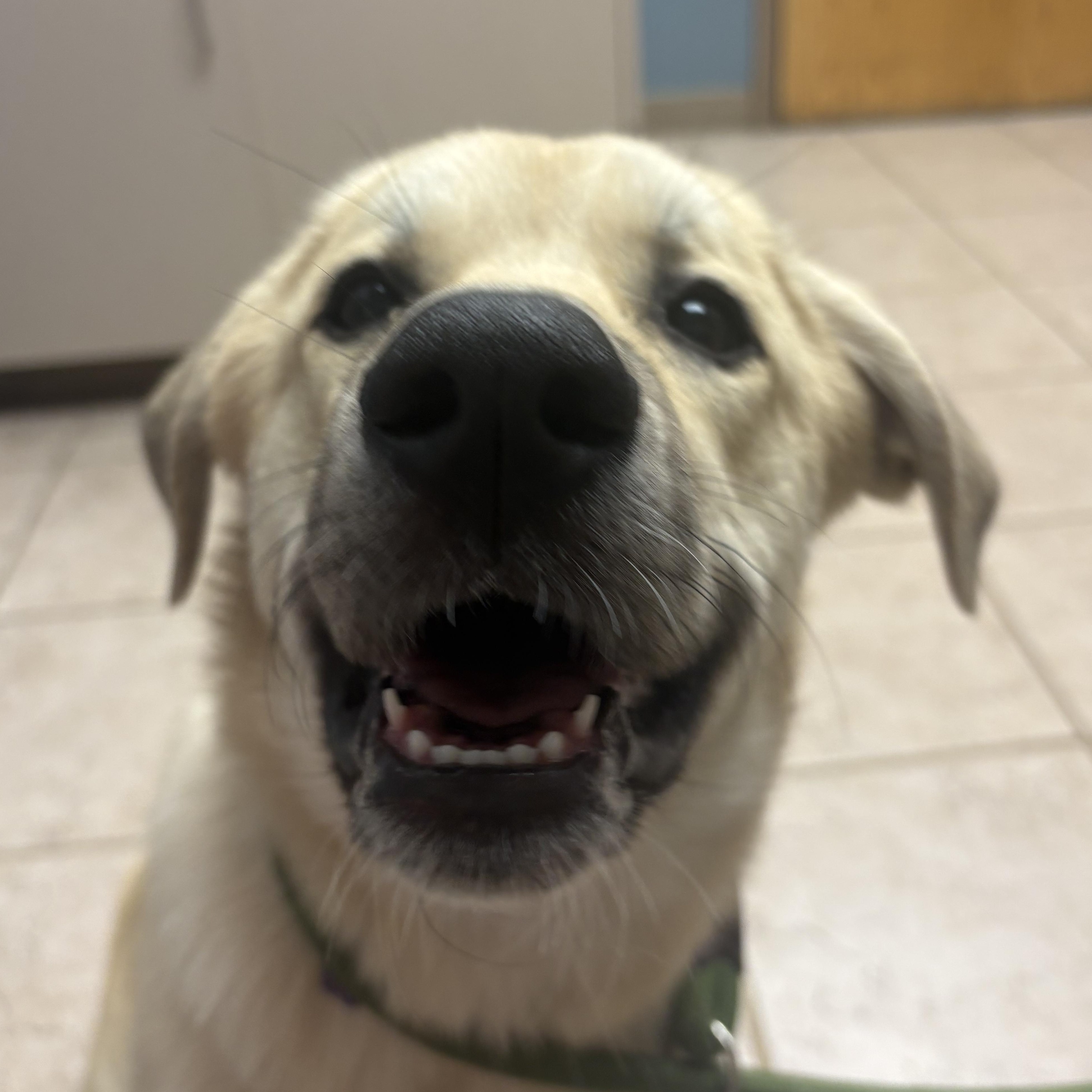Enlarge Alfie, a Adoptable mixed breed in Olathe, KS image 5/6