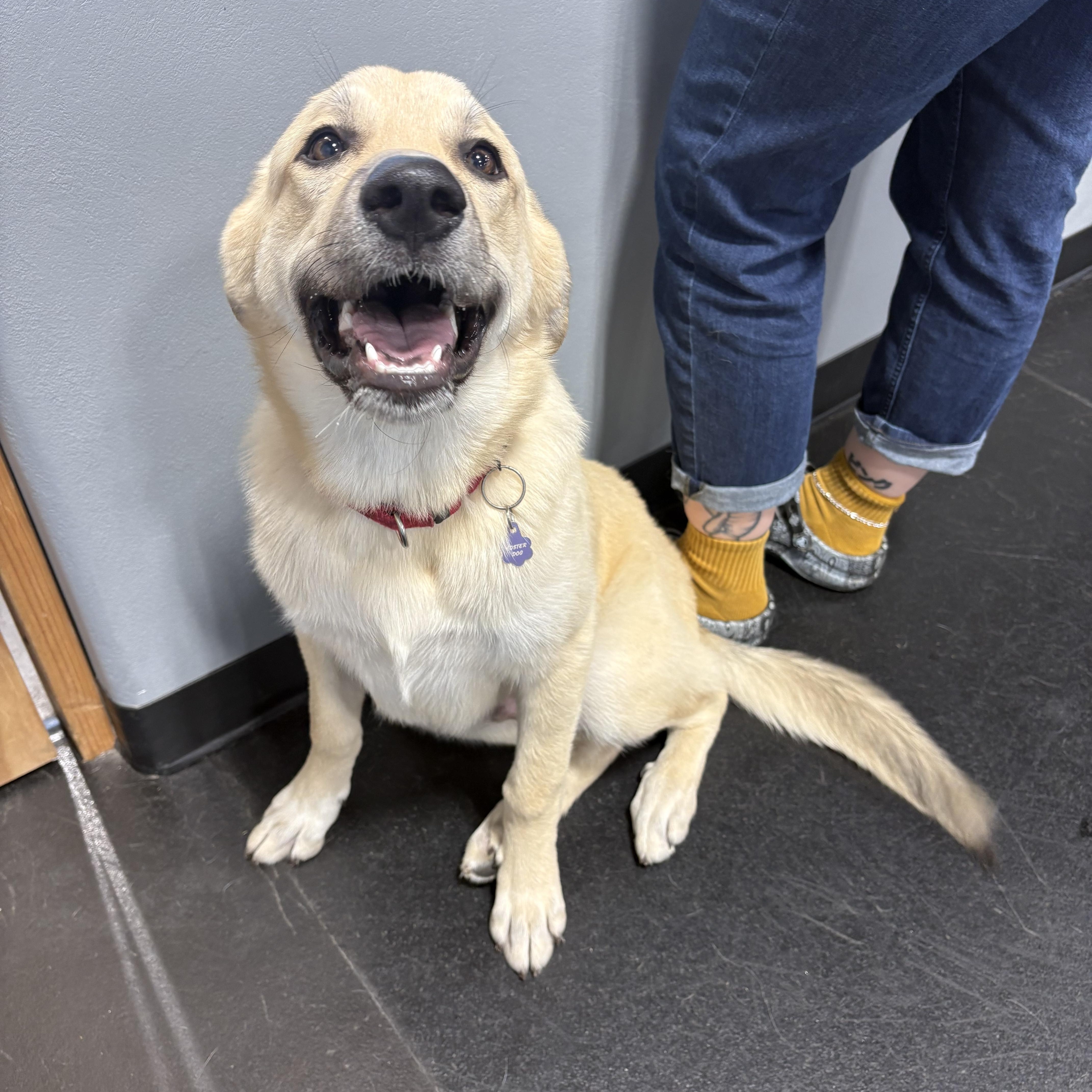 Enlarge Alfie, a Adoptable mixed breed in Olathe, KS image 4/6