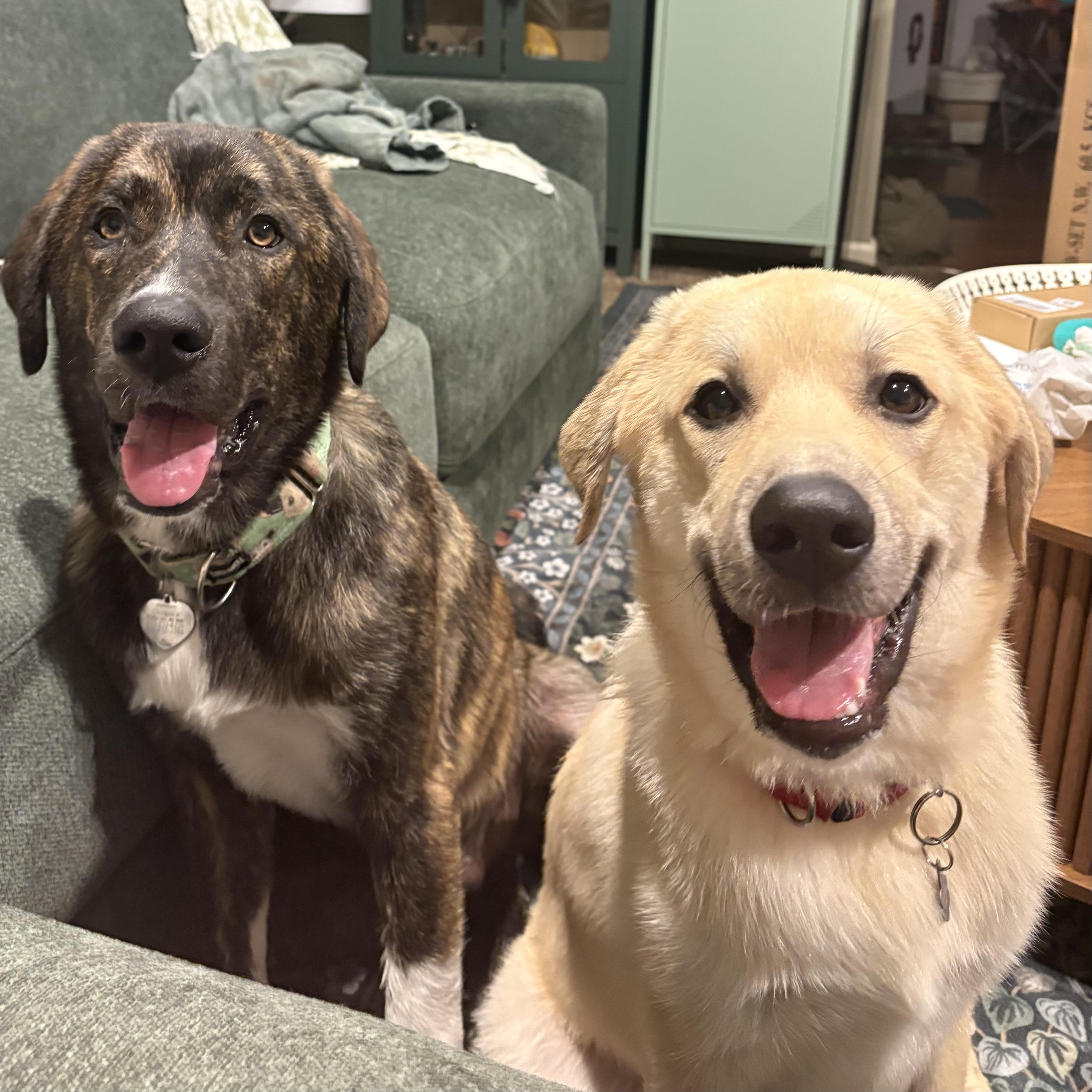 Enlarge Alfie, a Adoptable mixed breed in Olathe, KS image 2/6