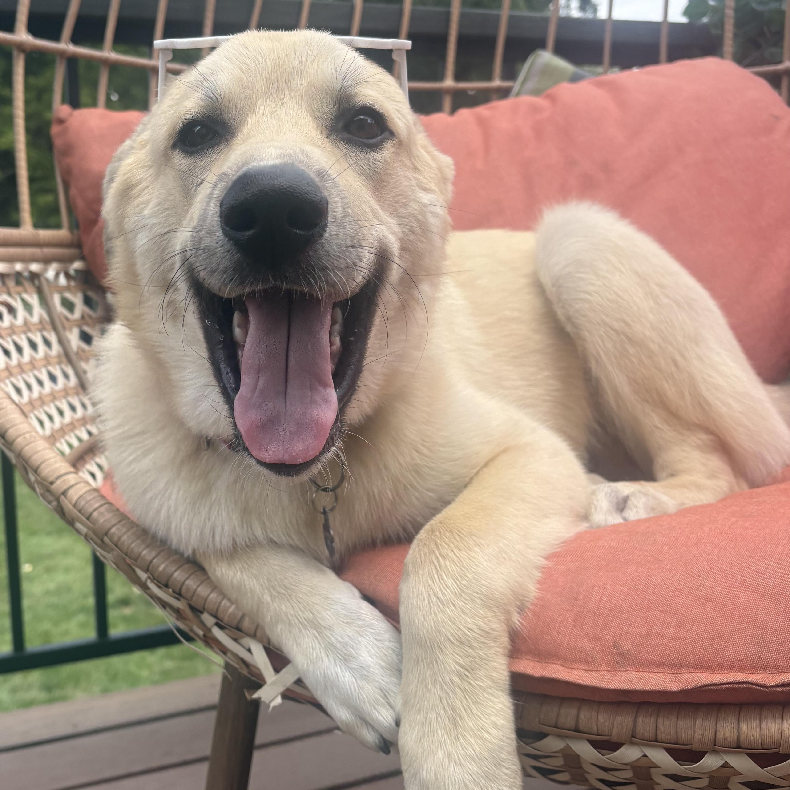 Enlarge Alfie, a Adoptable mixed breed in Olathe, KS image 3/6