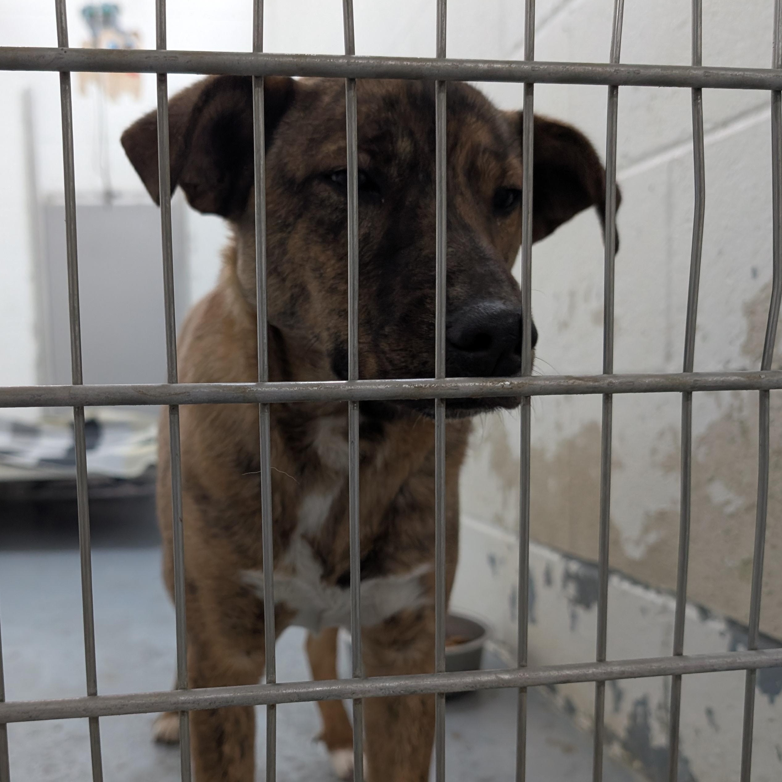 Enlarge 188158 Sable LOOKING FOR OWNER, an adopted mixed breed in Ravenna, OH image 2/2