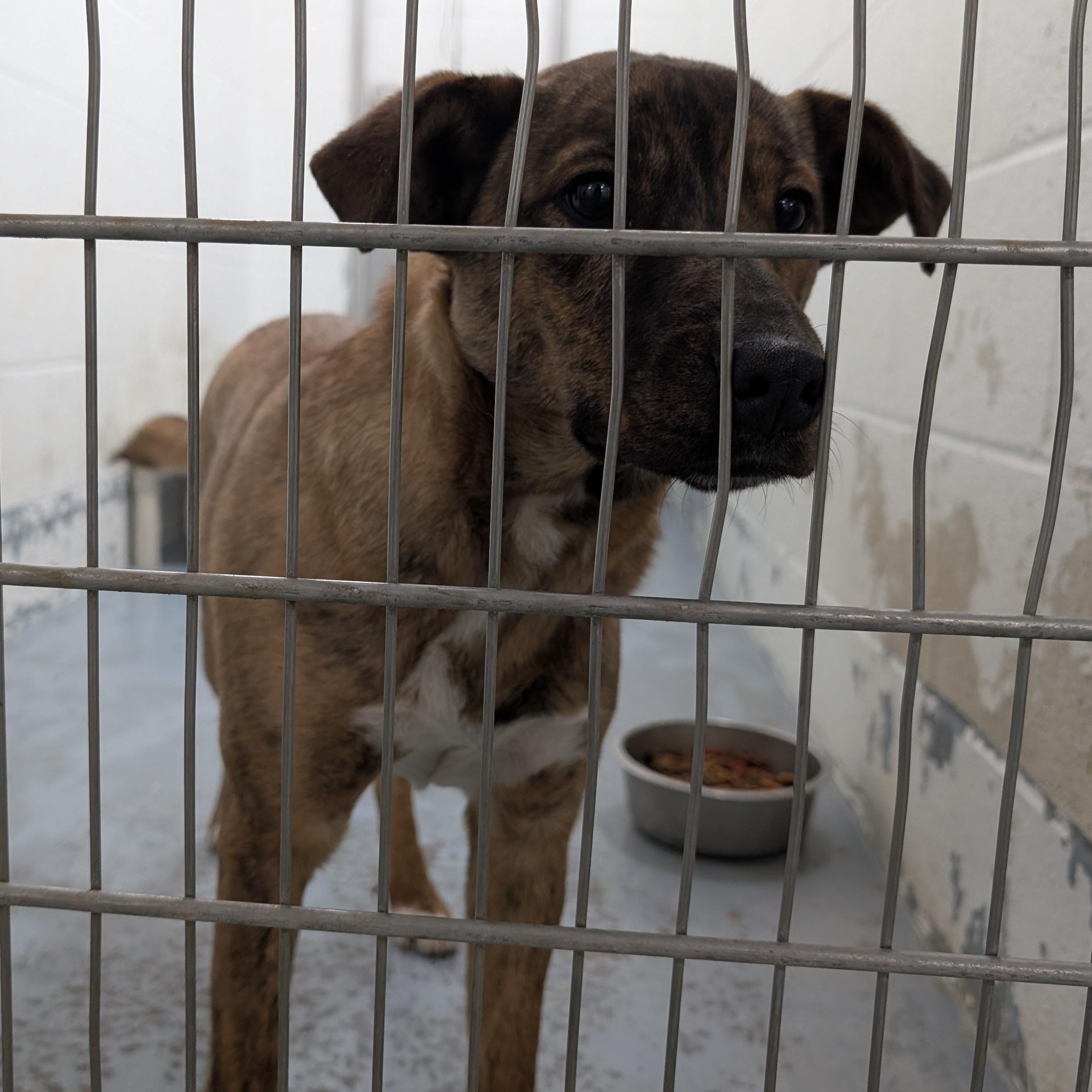 188158 Sable LOOKING FOR OWNER, adopted, Young Female Shepherd.