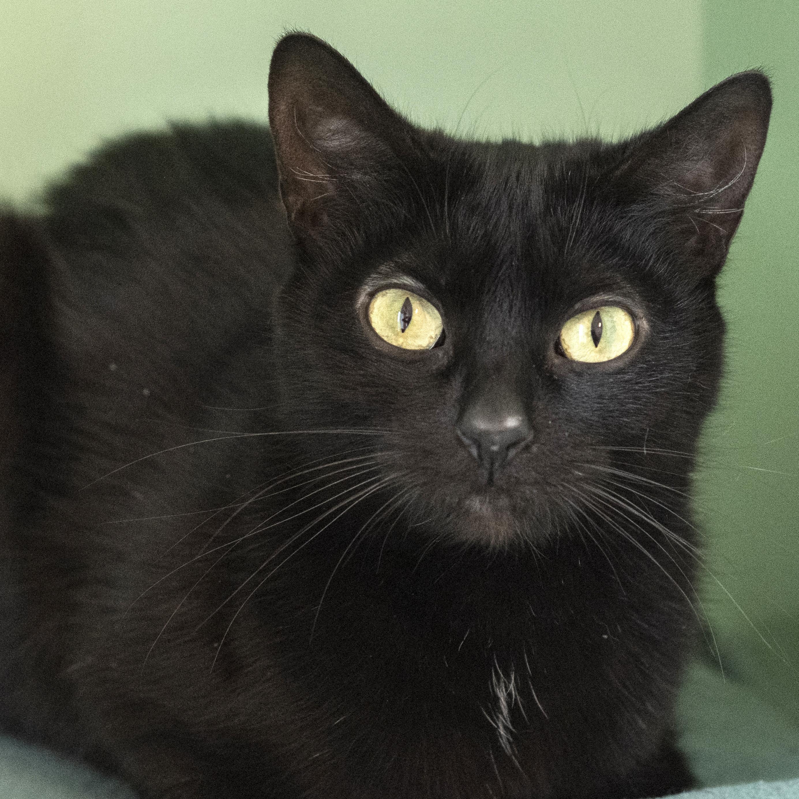 Everly, an adoptable Domestic Short Hair in Pontiac, MI_image-1
