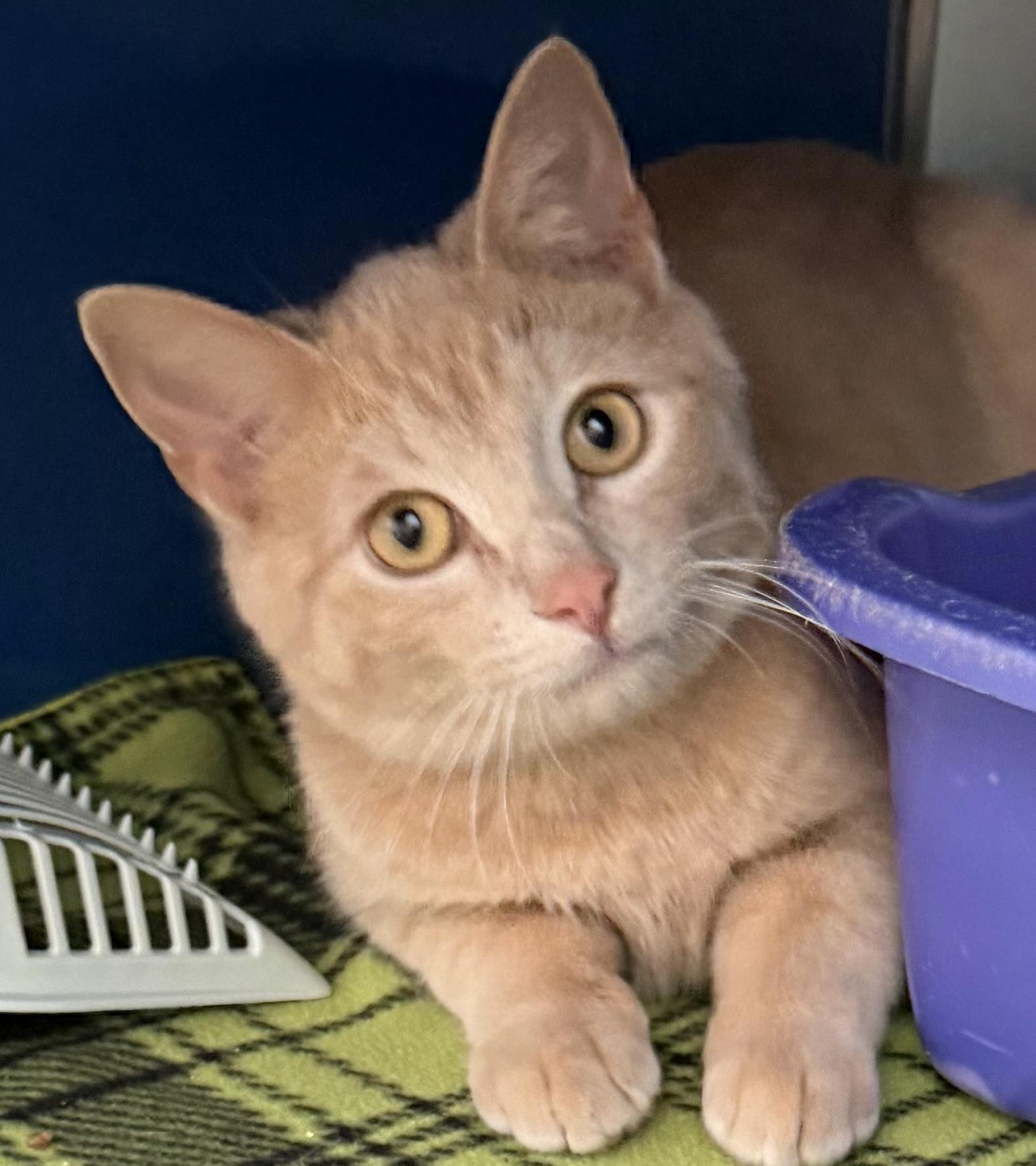 Bohdi, an adopted Domestic Short Hair in Sault Sainte Marie, MI image 5/5