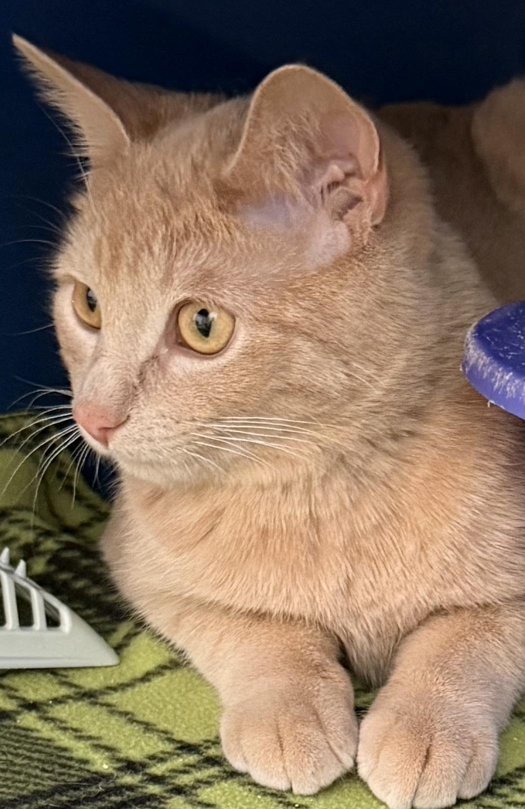 Bohdi, an adopted Domestic Short Hair in Sault Sainte Marie, MI image 1/5