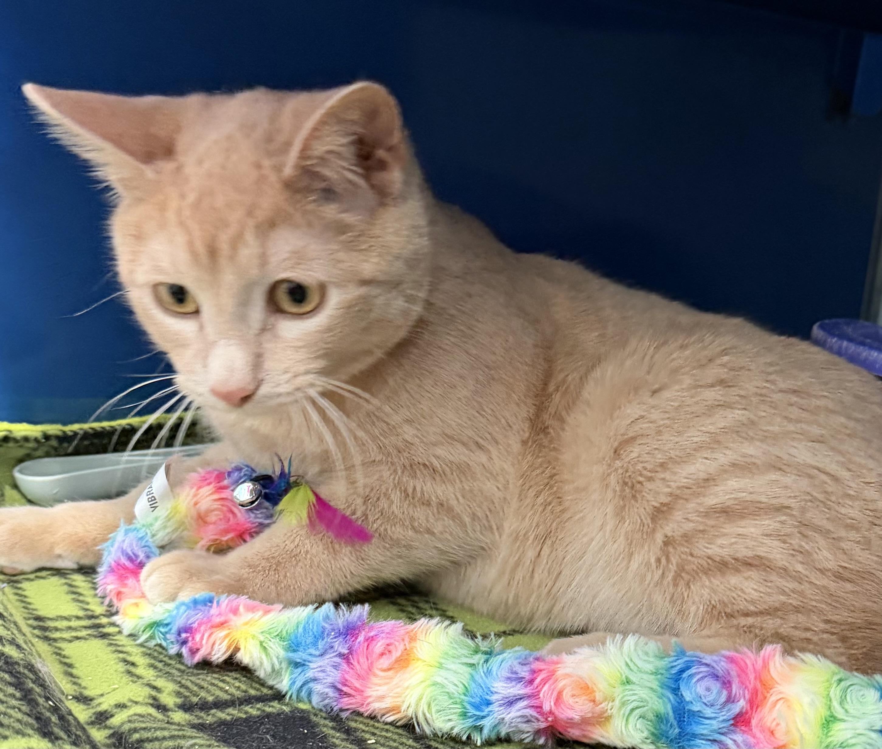 Bohdi, an adopted Domestic Short Hair in Sault Sainte Marie, MI image 3/5