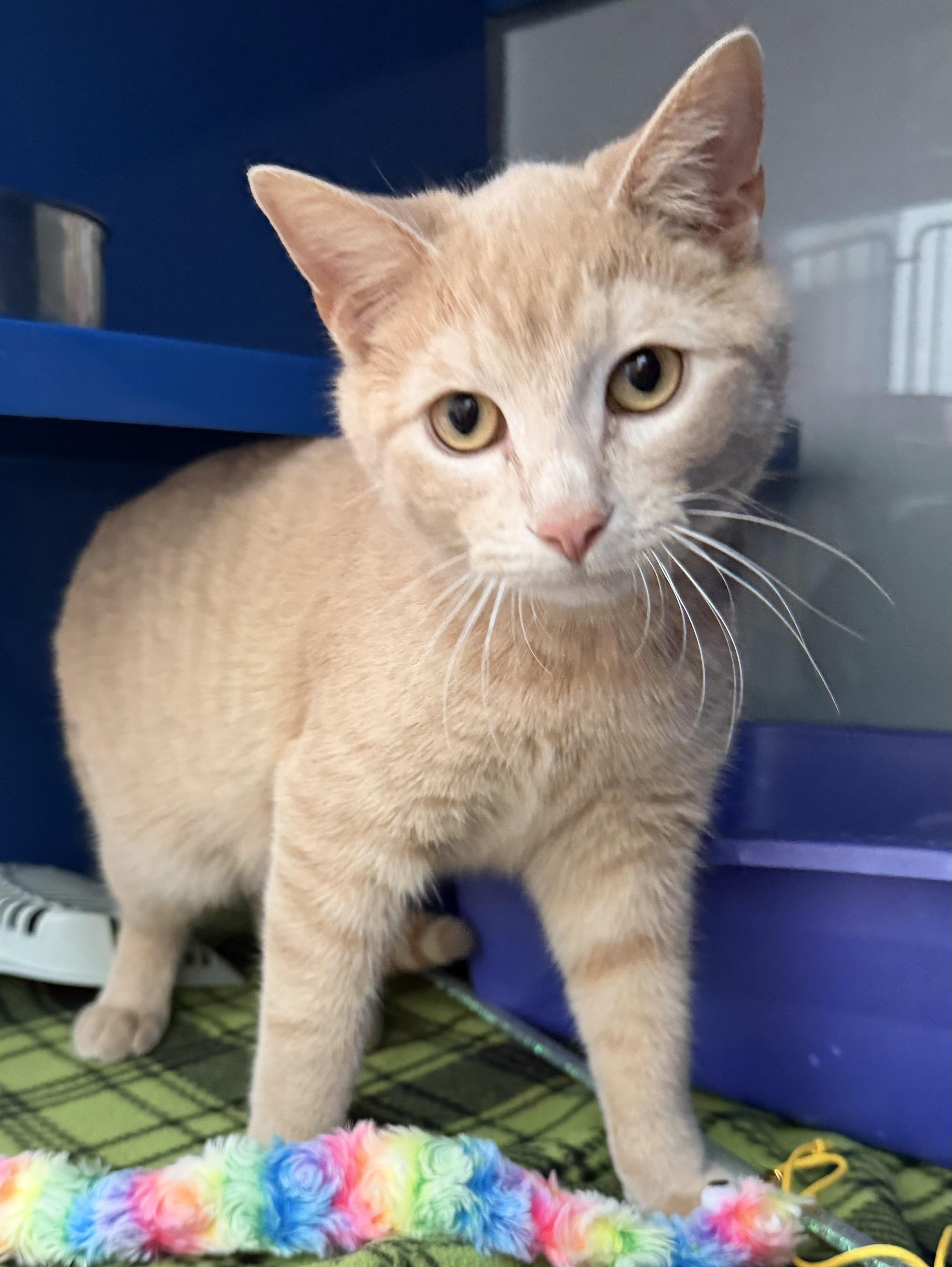 Bohdi, an adopted Domestic Short Hair in Sault Sainte Marie, MI image 4/5