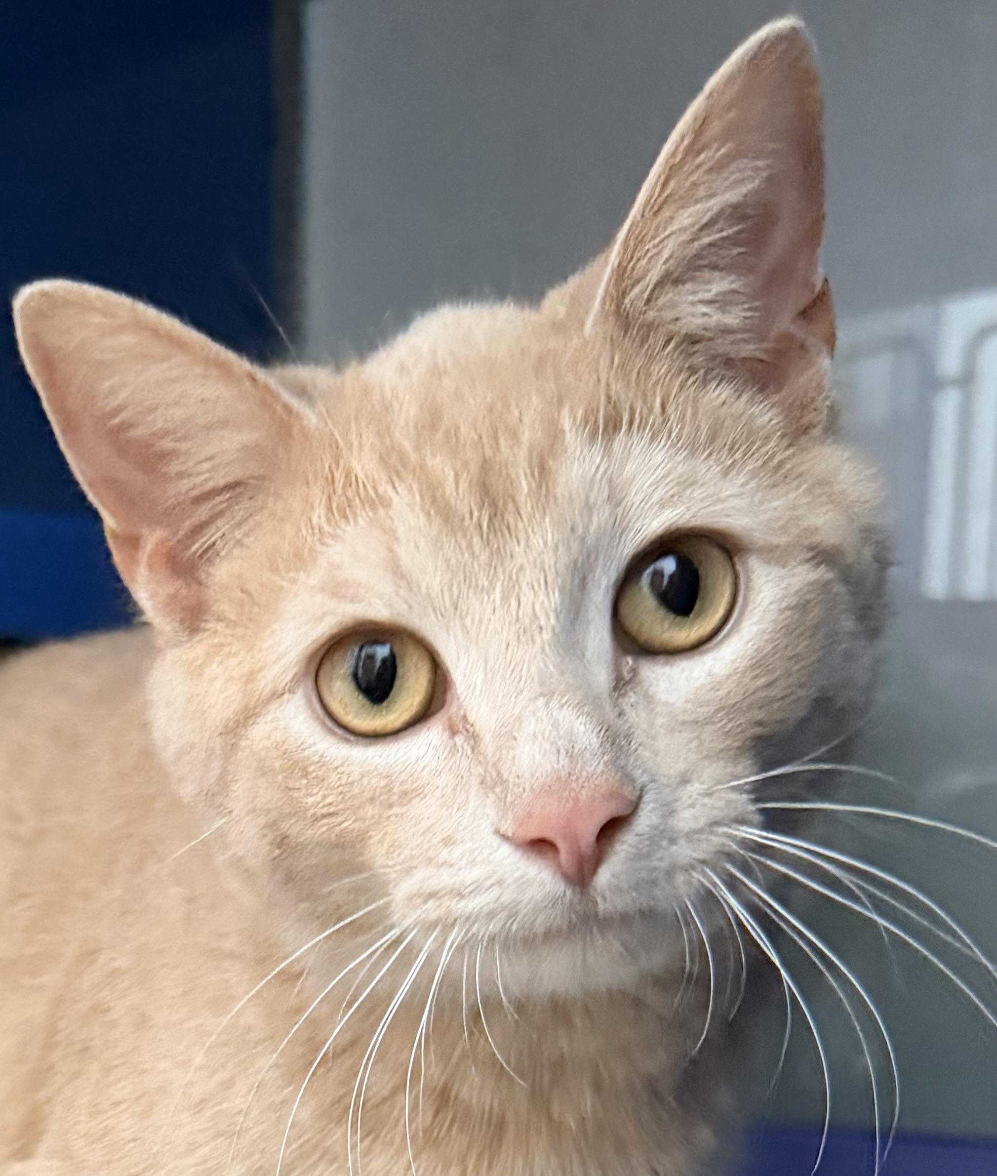 Bohdi, an adopted Domestic Short Hair in Sault Sainte Marie, MI image 2/5