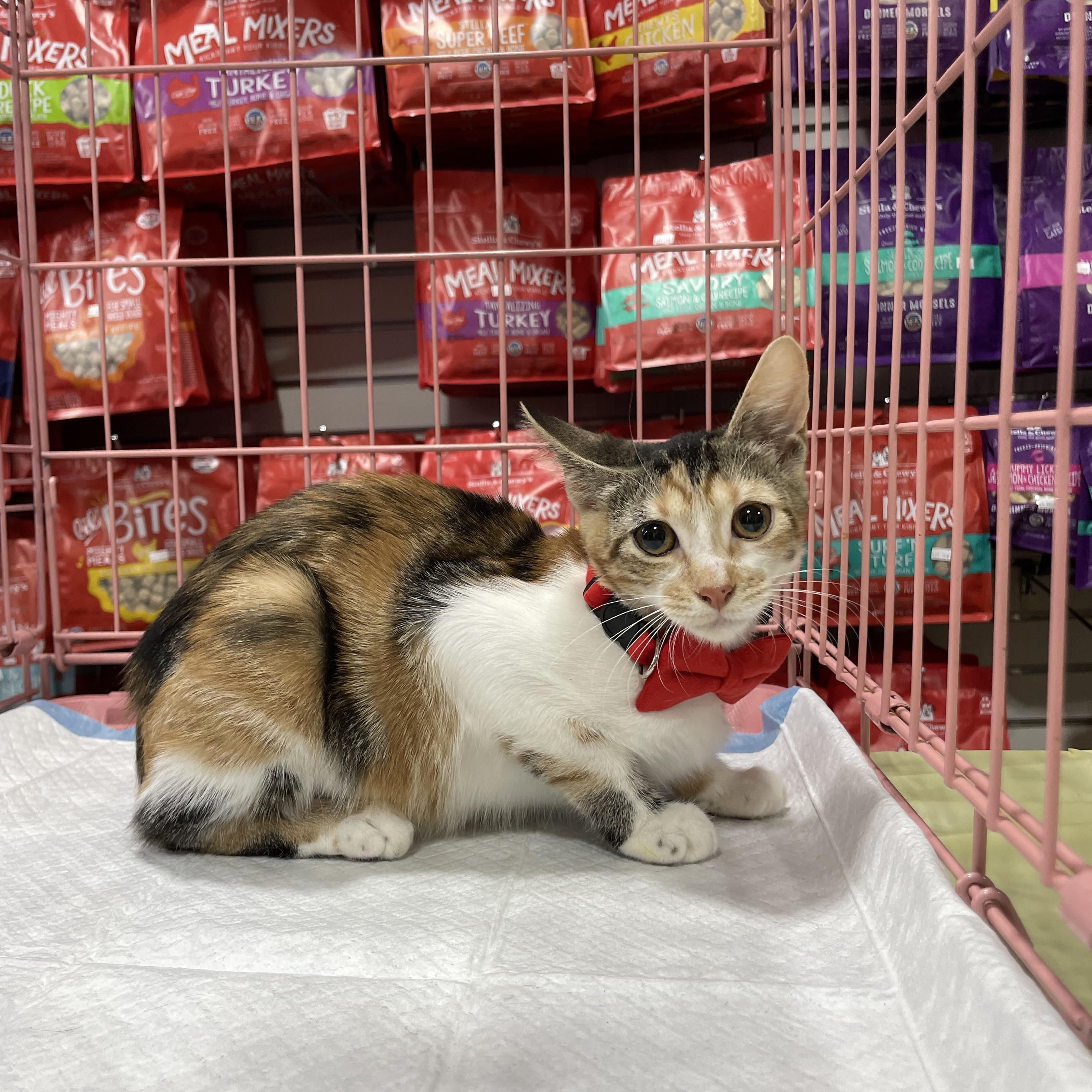 Enlarge Cali, an adopted Calico in Bayside, NY image 2/4