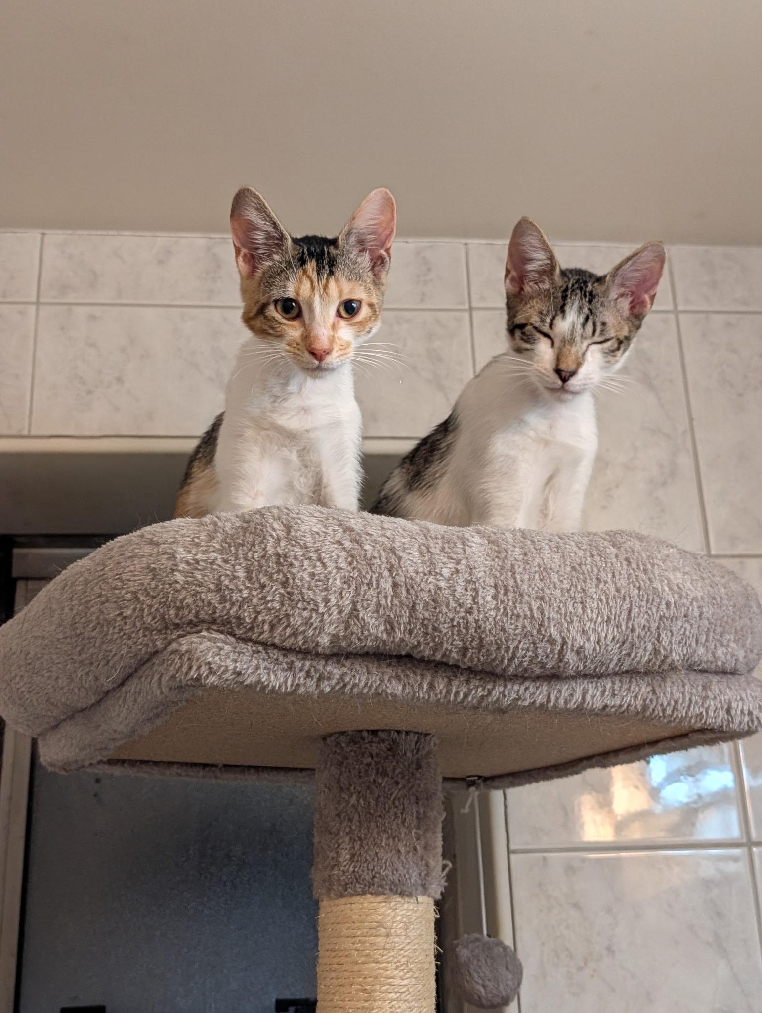 Enlarge Cali, an adopted Calico in Bayside, NY image 3/4